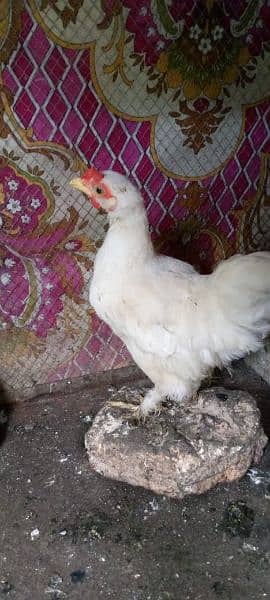 white bantam chick 2