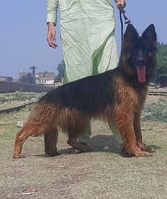 proper long coat German Shepherd female for sale