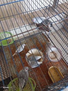 Diamond dove breeder pair with cage