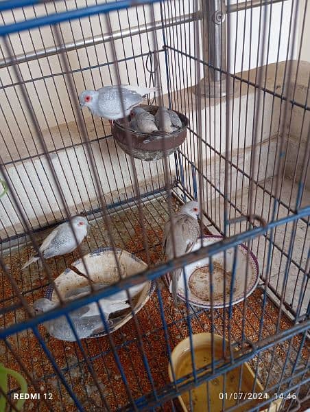 Diamond dove breeder pair with cage 1