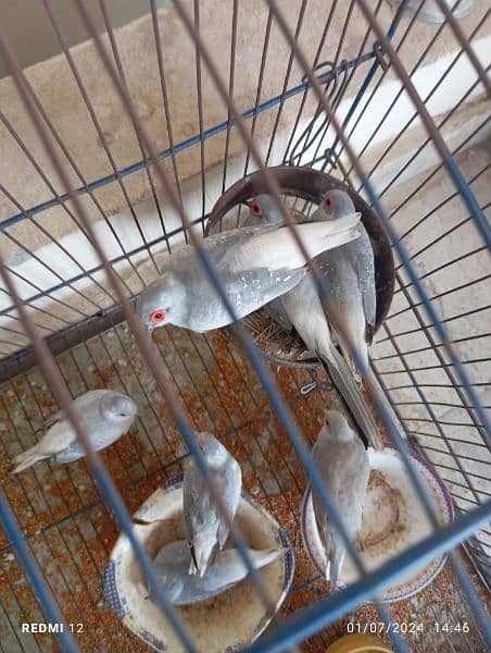 Diamond dove breeder pair with cage 2