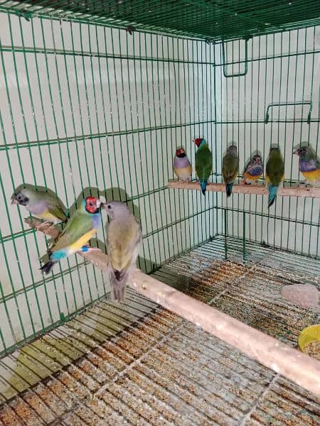 Goldian Finches ready to breed pair 2