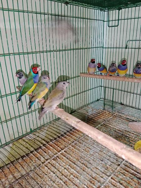 Goldian Finches ready to breed pair 3