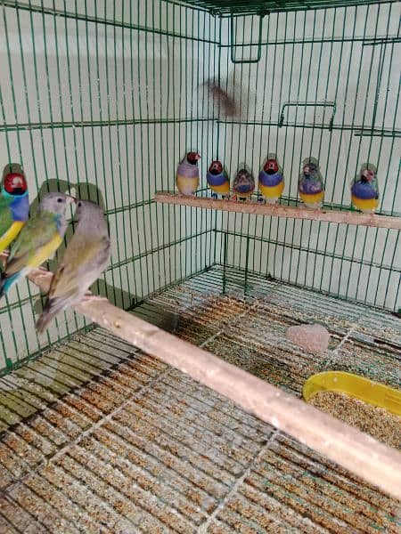 Goldian Finches ready to breed pair 4