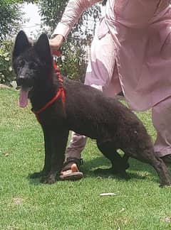 black beuty German Shepherd show quality puppy for sale