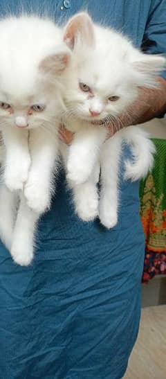 Persian cat pair 0
