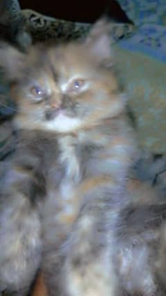 Persian punch face female trpal cot