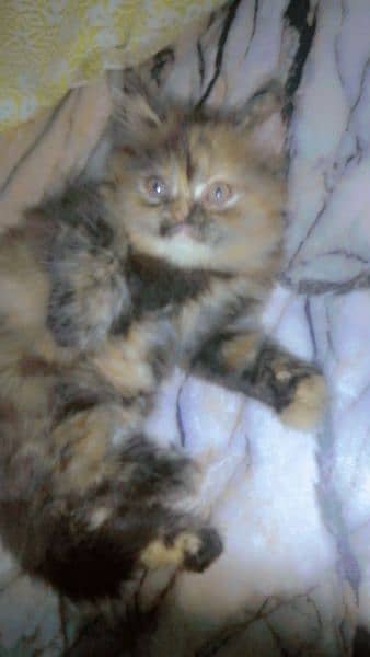 Persian punch face female trpal cot 1