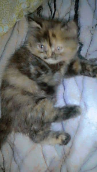 Persian punch face female trpal cot 3