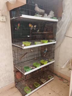 CAGE AND PARROT SALE URGENT