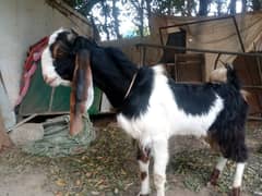 Sindhi Bakra 0