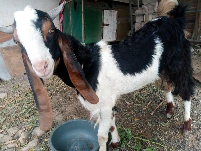 Sindhi Bakra 2