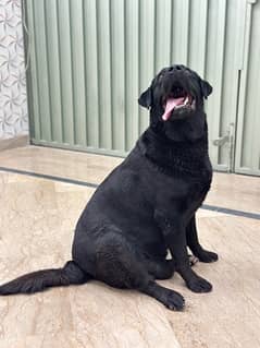 Black Labrador Documented All vaccination Completed