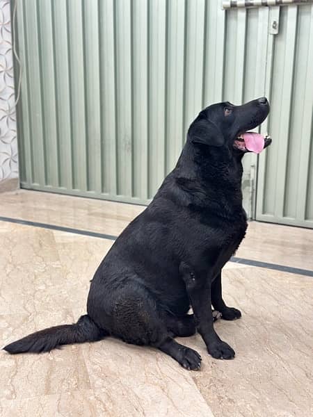 Black Labrador Documented All vaccination Completed 1