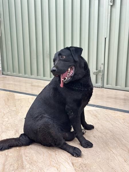 Black Labrador Documented All vaccination Completed 2