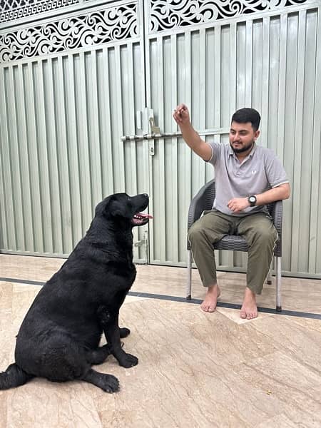 Black Labrador Documented All vaccination Completed 6