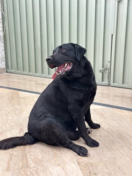 Black Labrador Documented All vaccination Completed 7
