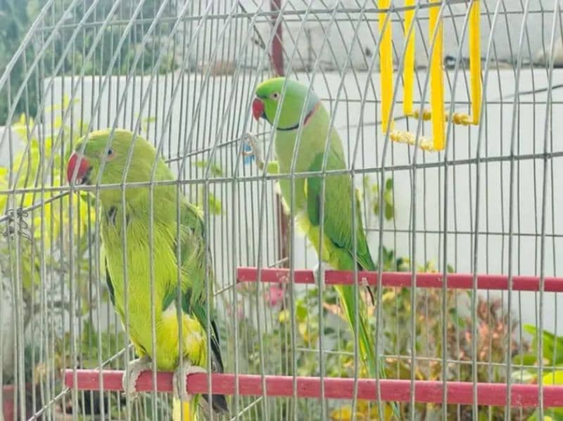 Green RingNeck Parrot Pair / Mithu for sell 0