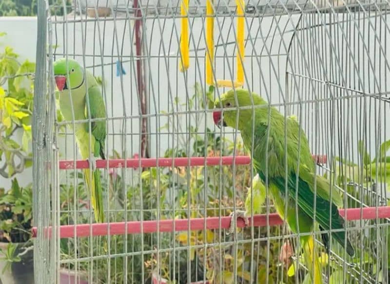 Green RingNeck Parrot Pair / Mithu for sell 1