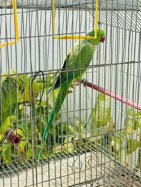 Green RingNeck Parrot Pair / Mithu for sell 2