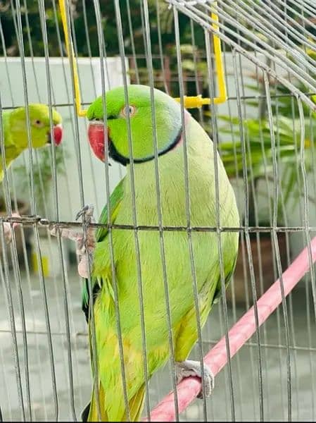 Green RingNeck Parrot Pair / Mithu for sell 3