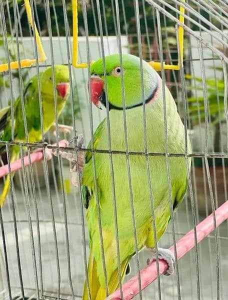 Green RingNeck Parrot Pair / Mithu for sell 4