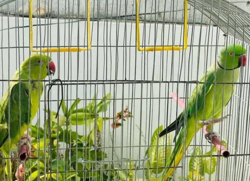 Green RingNeck Parrot Pair / Mithu for sell 5