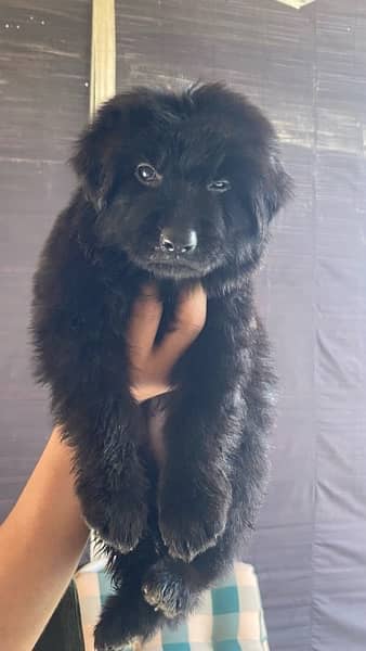 puppies black german shepard longcoat 8