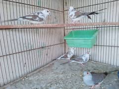 diamond paid dove adult