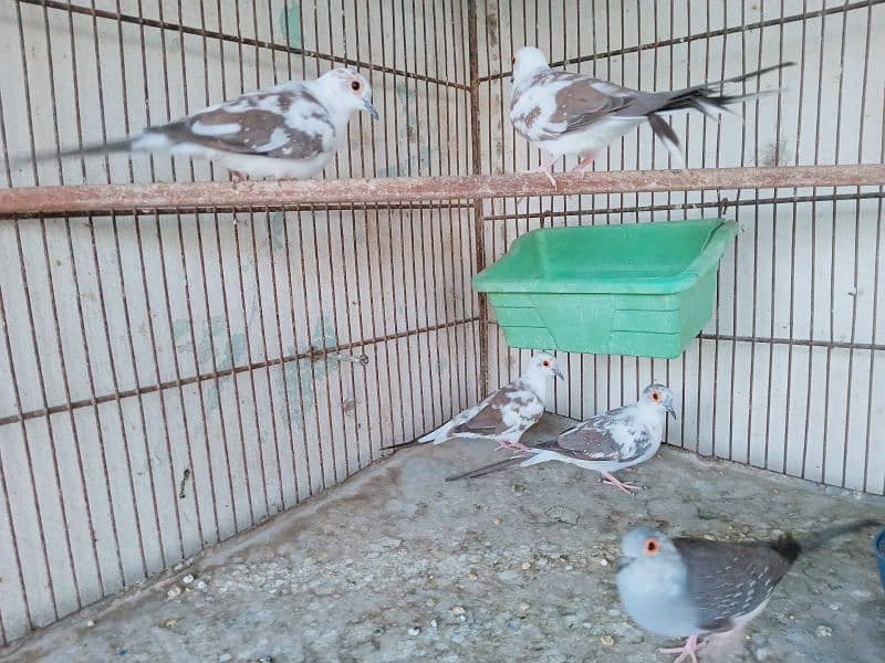 diamond paid dove adult 0