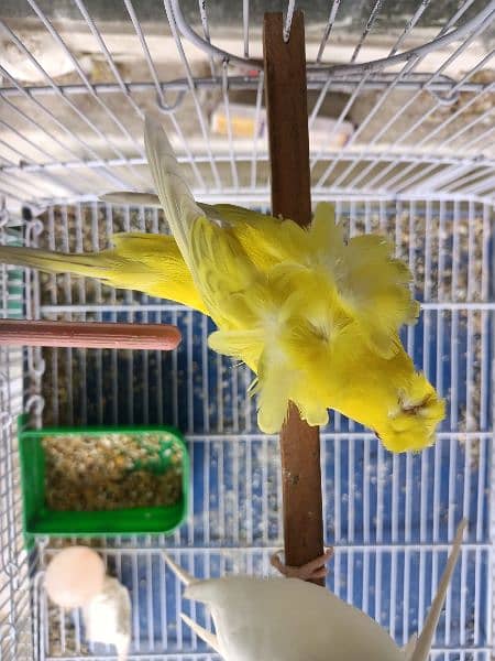 hongromo tcb female budgies Australian 3