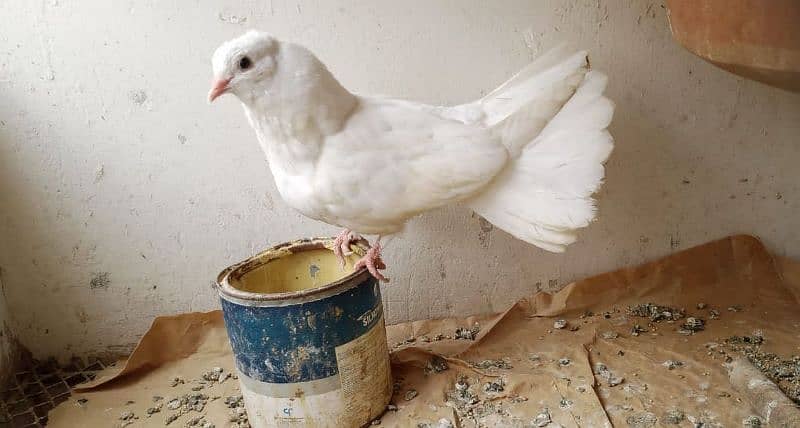 laka kaboter, pigeons 6