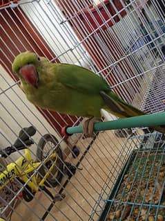 green parrot with cage