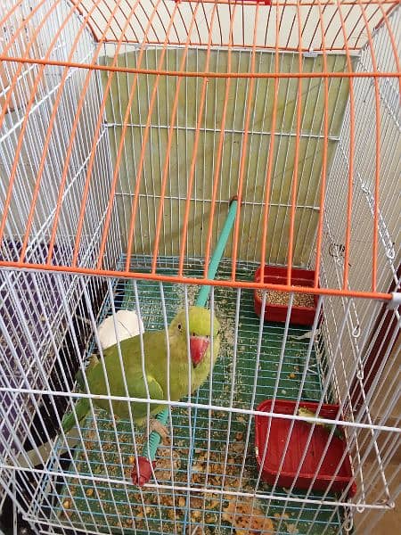 green parrot with cage 1