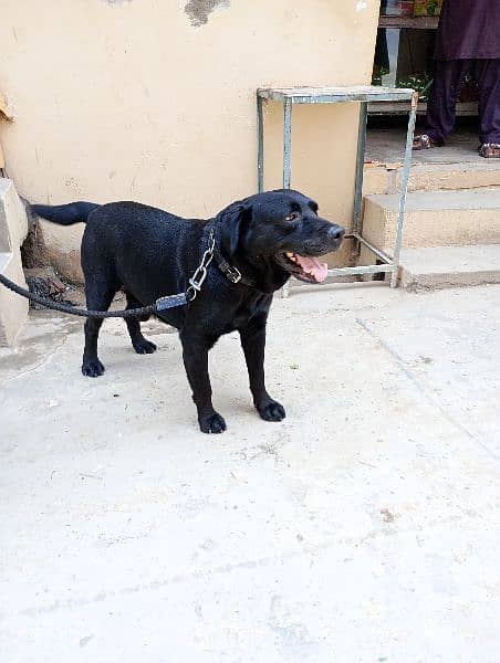 lebra male dog age 8 month with no disease 2