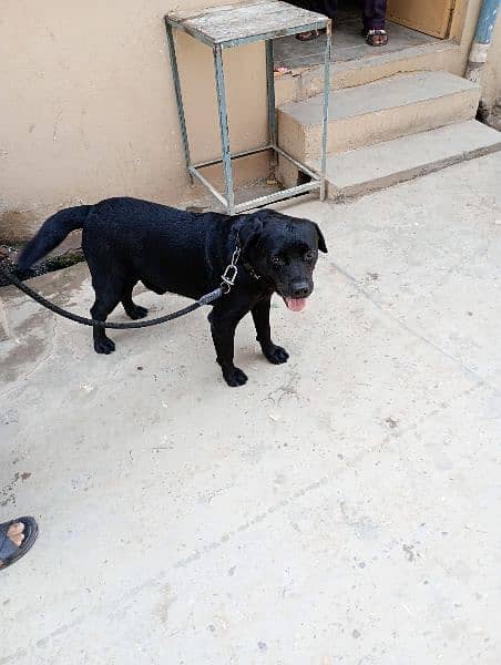 lebra male dog age 8 month with no disease 4