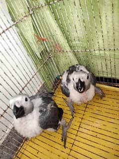 African Grey chicks 0