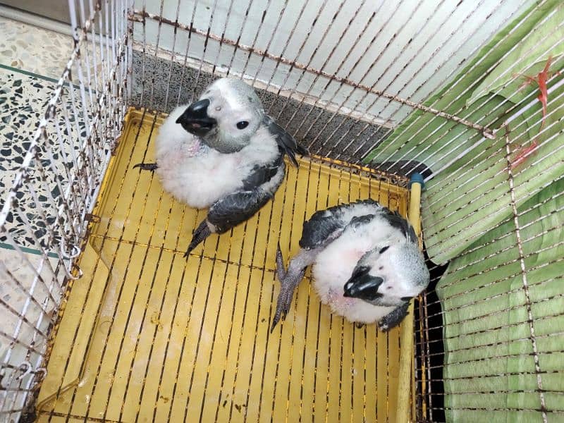 African Grey chicks 1