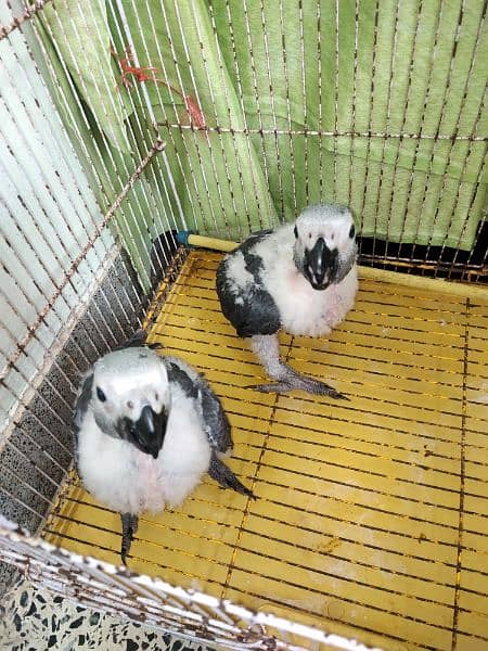 African Grey chicks 2