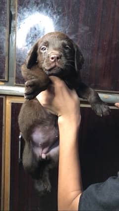 chocolate Labrador puppy for sale (03069761280) 0