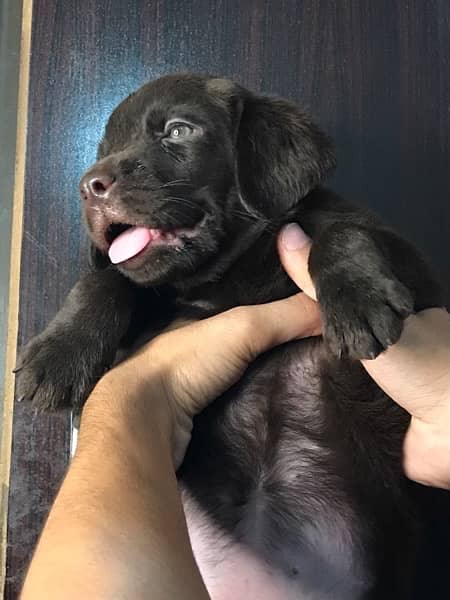 chocolate Labrador puppy for sale (03069761280) 1