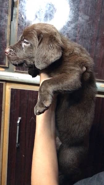 chocolate Labrador puppy for sale (03069761280) 2