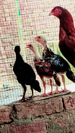 Aseel Lasani Chicks available 5 chicks with hen