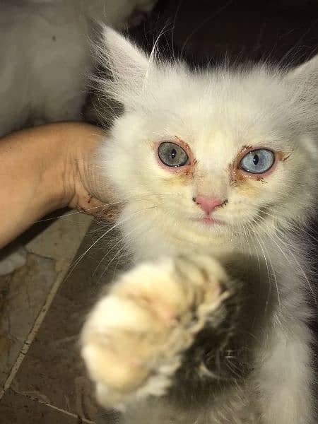 odd eyes pure white ragdoll + persian breed kittens 2