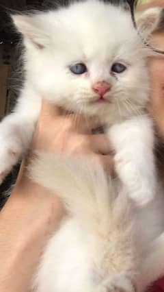 odd eyes pure white ragdoll + persian breed kittens