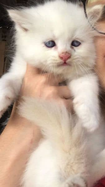 odd eyes pure white ragdoll + persian breed kittens 0