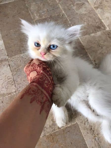 odd eyes pure white ragdoll + persian breed kittens 4