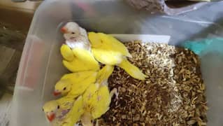 Yellow Ringneck Chicks