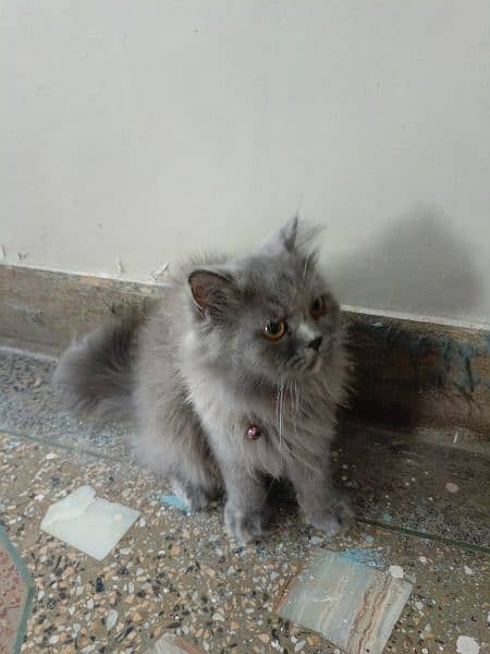 Persian cat 4