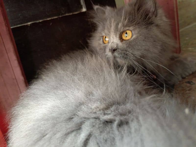 Persian cat 6